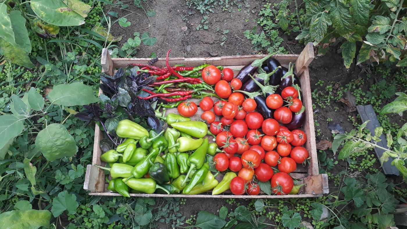 畑に置いた木箱に入った夏野菜