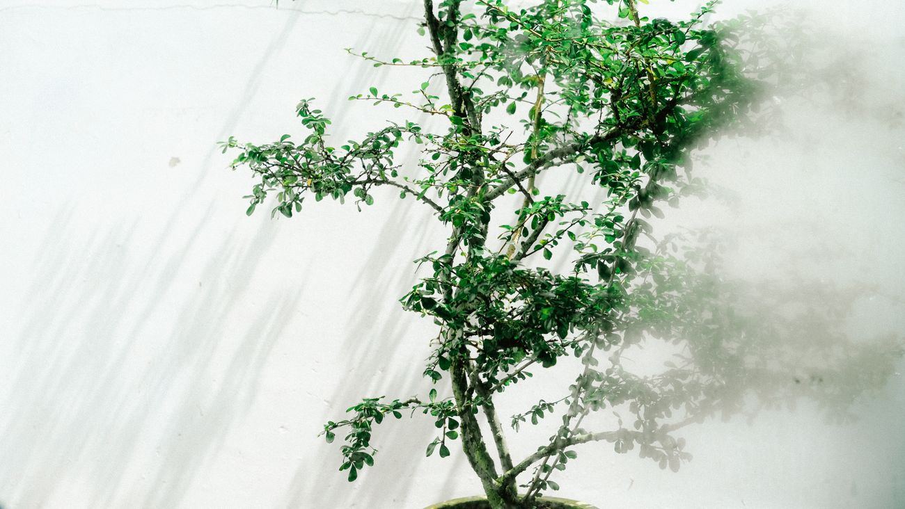 白い壁の前に植えられた一本の木